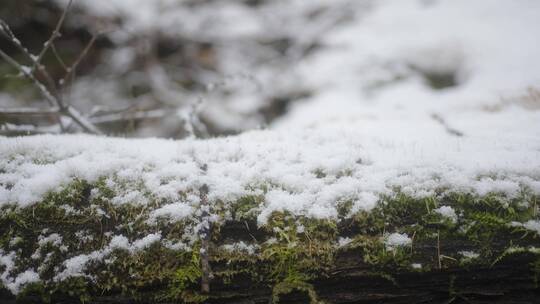 雪中长满青苔的树干