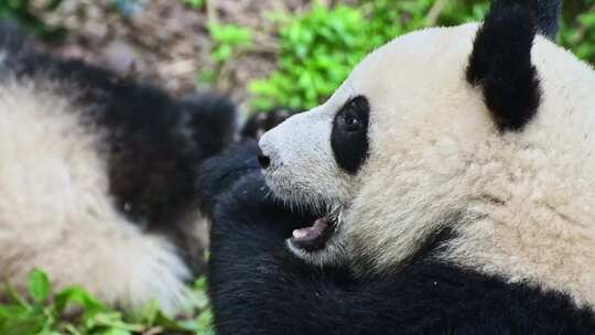 动物大熊猫视频素材模板下载