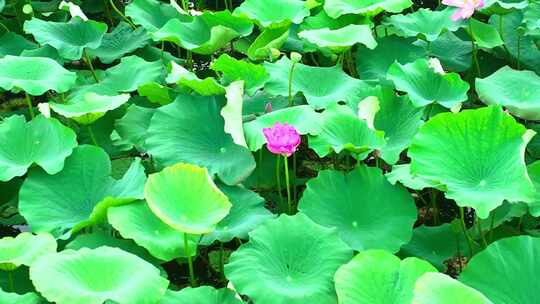 芙蓉国里君山野生荷花世界