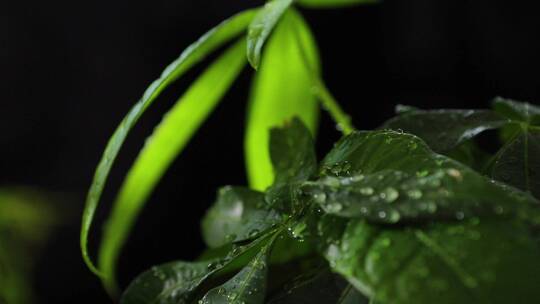雨中的植物