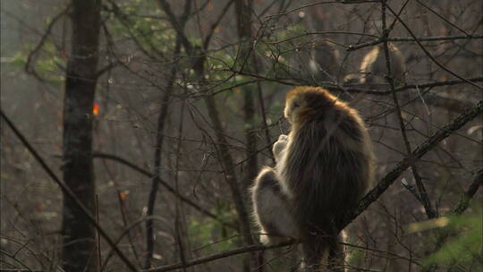 金丝猴吃树枝嫩芽