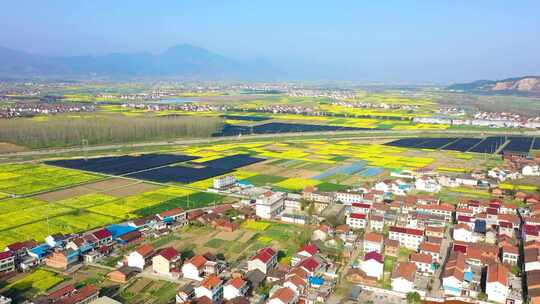 油菜花合集