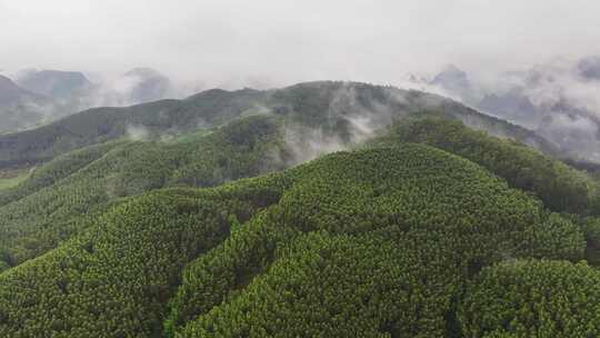 航拍森林自然风景云雾