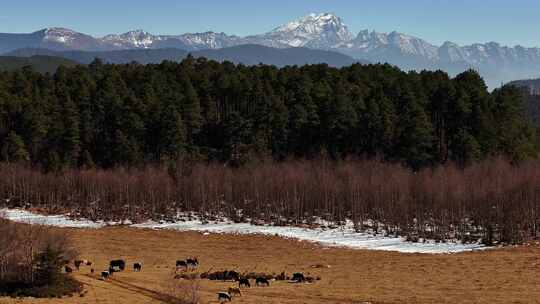 航拍雪山高原的牧场放牧牛群