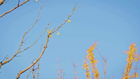 晴朗天气下金黄的银杏树叶在风中摇曳