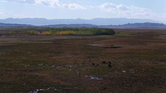 B新疆北疆草场牛群1高清在线视频素材下载