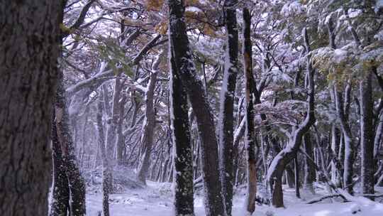 大雪后的树林视频素材模板下载