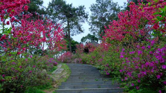 桃花林 树林 春暖花开 桃花坞 桃花园