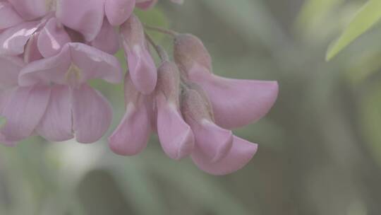 槐花洋槐花LOG