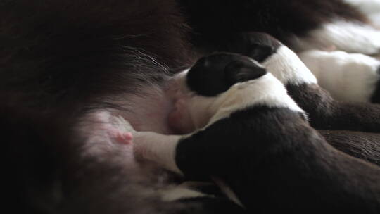 一窝刚出生的边牧犬幼崽争抢着吃奶