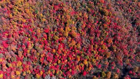 辽宁本溪秋天枫叶本桓公路