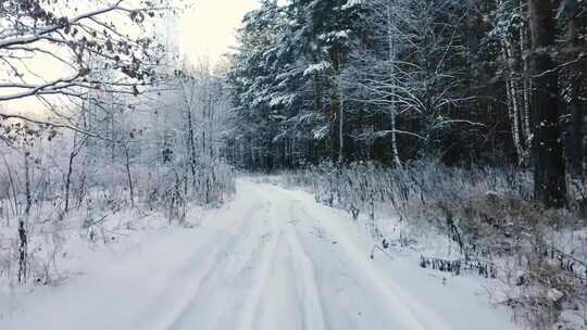 白雪覆盖的森林