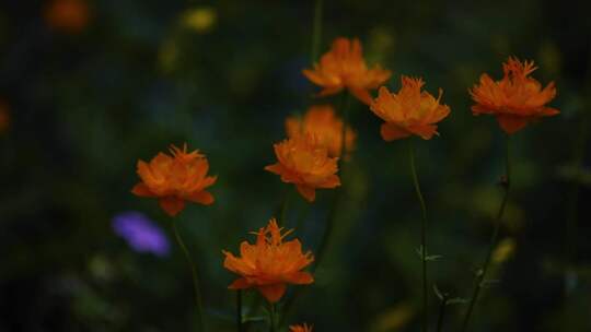 草原野花金莲花