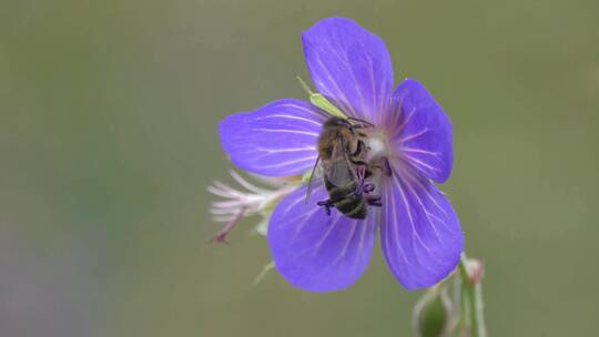 蜜蜂在紫色天竺葵花上采蜜