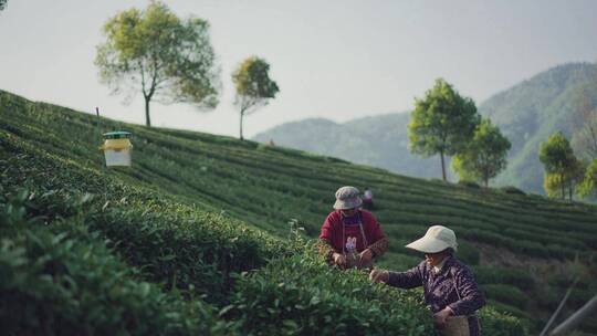 山间采茶的老人 美丽茶山