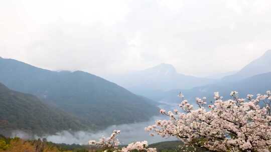 山间云雾缭绕处盛开的繁花美景