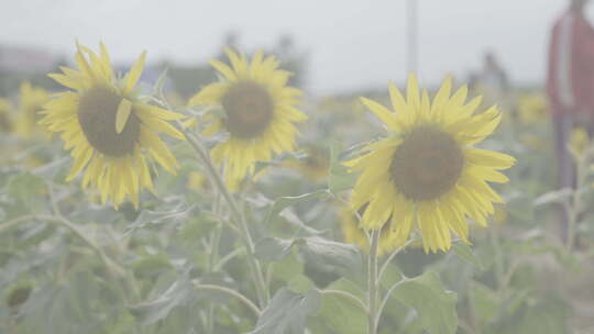 初秋黄河沿岸清新唯美向日葵花海