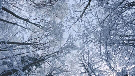 仰拍冰雪森林冰霜树林雪景冬天美景