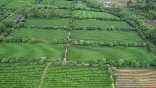 广西桂林尧山茶园