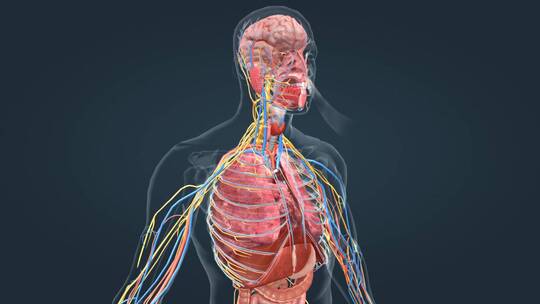 人体 器官 呼吸 支气管 大脑 肺部动画