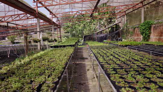 计划进入泰国的小植物温室