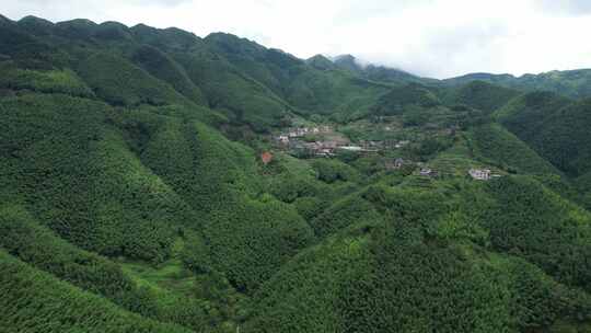 信宜平塘马安村竹海航拍延时，毛竹林航拍