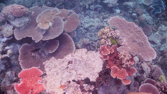 海洋底下的珊瑚礁