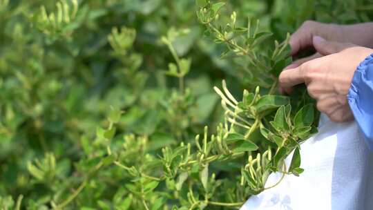 金银花 金银花种植 金银花收获