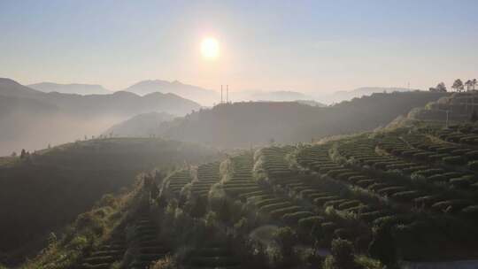 茶园茶山航拍