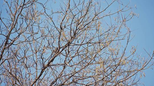 北京胡同冬天枯树落叶