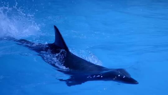 重庆融创海世界海豚剧场海豚海狮秀视频素材模板下载