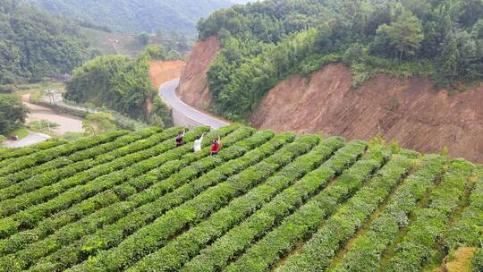 少数民族姑娘在茶山上向远方公路汽车招手