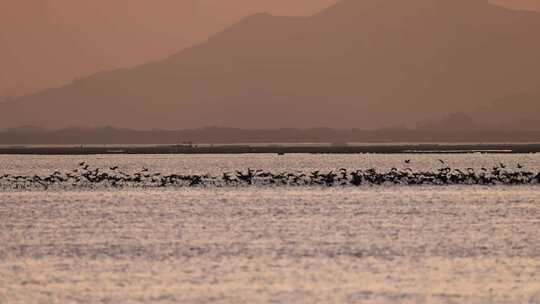 2023年11月19日深圳湾鸬鹚群