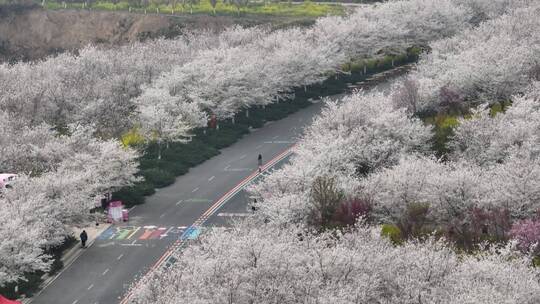 孤柏渡飞黄旅游区樱花园鲜花盛开