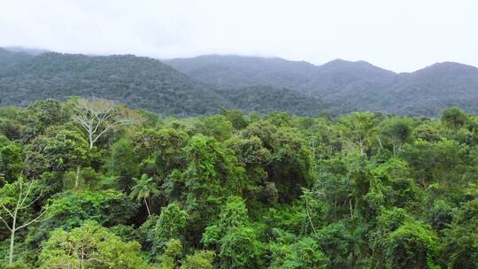 热带雨林景观