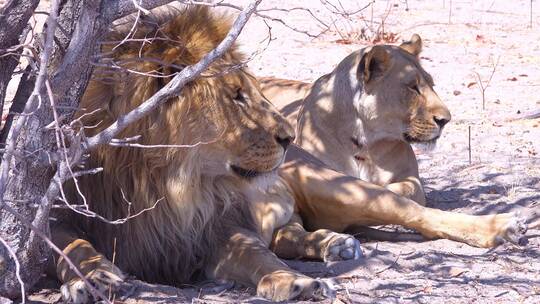 两只狮子坐在非洲大草原上狩猎