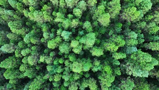 松树林俯拍树林航拍森林绿色植被山间林地