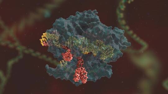 生物科学 基因编辑 DNA 基因工程 医学动画