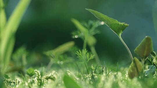 春天绿色植物微观变焦01视频素材模板下载