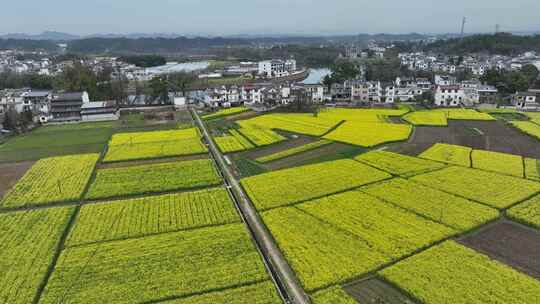 航拍油菜花田