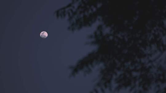 中秋十五的月亮月夜明月视频素材模板下载