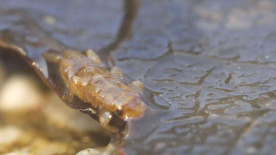 水中昆虫动物 河流 溪流 溪水