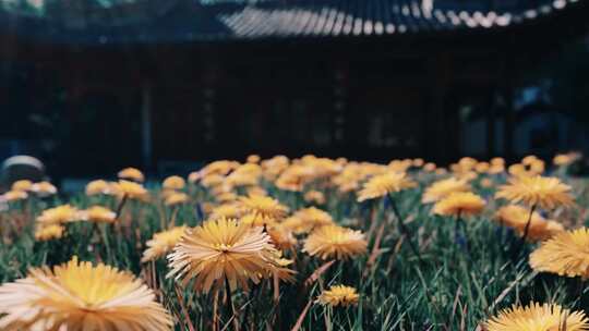 中式建筑前的草坪上盛开的花朵