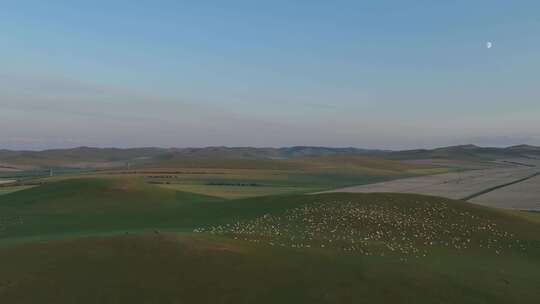 航拍暮色草原牧场羊群