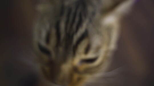 一只孟加拉猫嗅相机的特写。视频素材模板下载