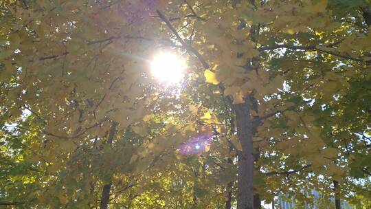 秋叶秋天里金黄唯美的阳光银杏树树叶