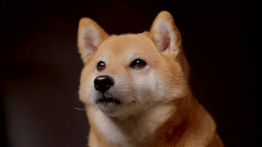 日本柴犬宠物狗摄影棚4K视频素材模板下载