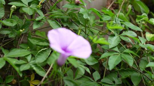 盛开的牵牛花实拍