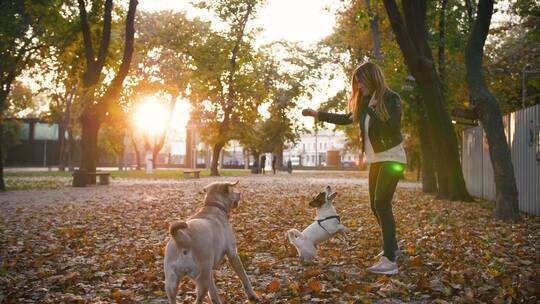 日落时分女孩和狗狗玩耍