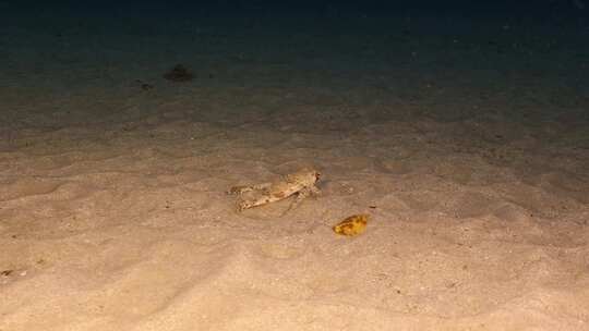 飞行Gurnard，海洋，水下，海底